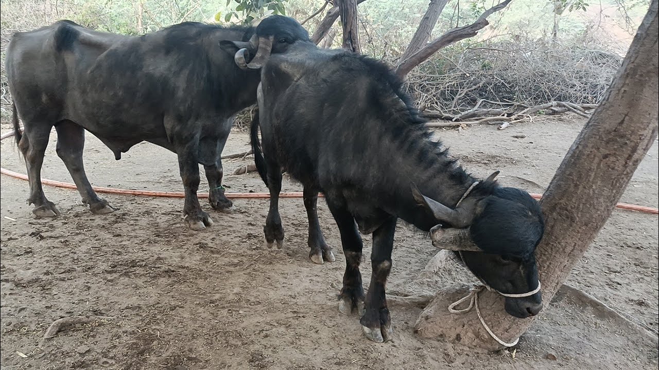 આજે તો સવારમાં વેલી એક ખડેલી ફૂલ ગરમીમાં આવી ગઈ અને ફરી ગઈ