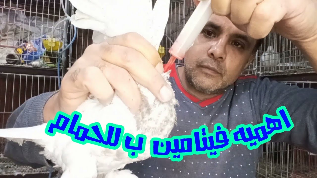 اهميه فيتامين ب للحمام