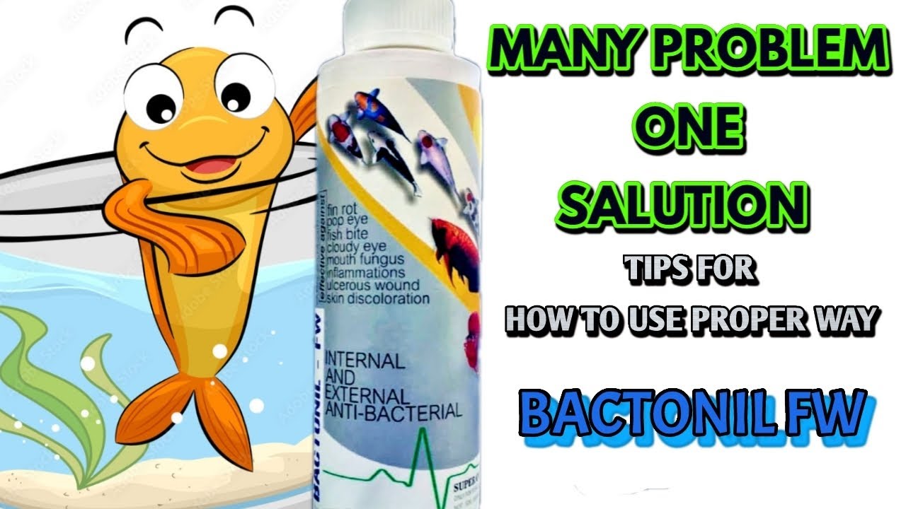 How to cure bacterial infection in fish | properly USE BACTONIL FW with result