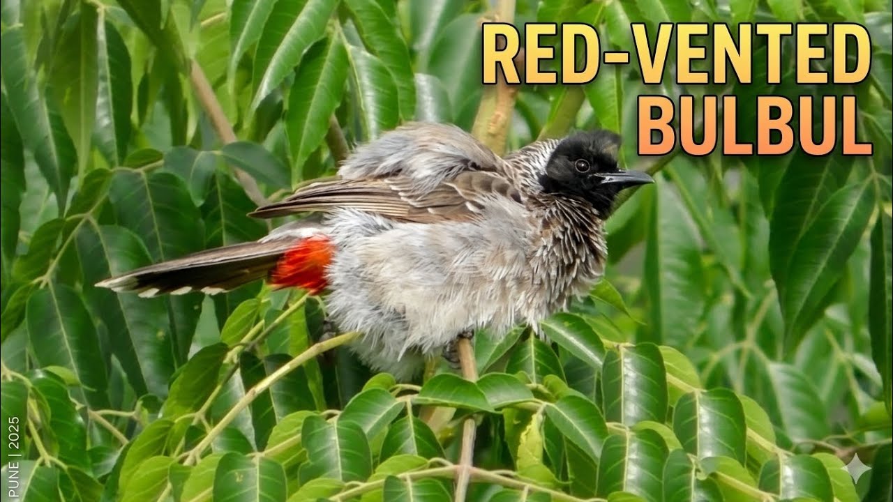Bulbul Male and Female