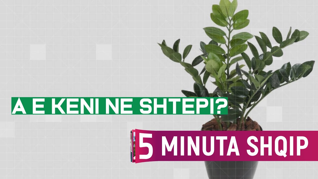 Bima q&euml; ju sjell para dhe shum&euml; fat n&euml; sht&euml;pi
