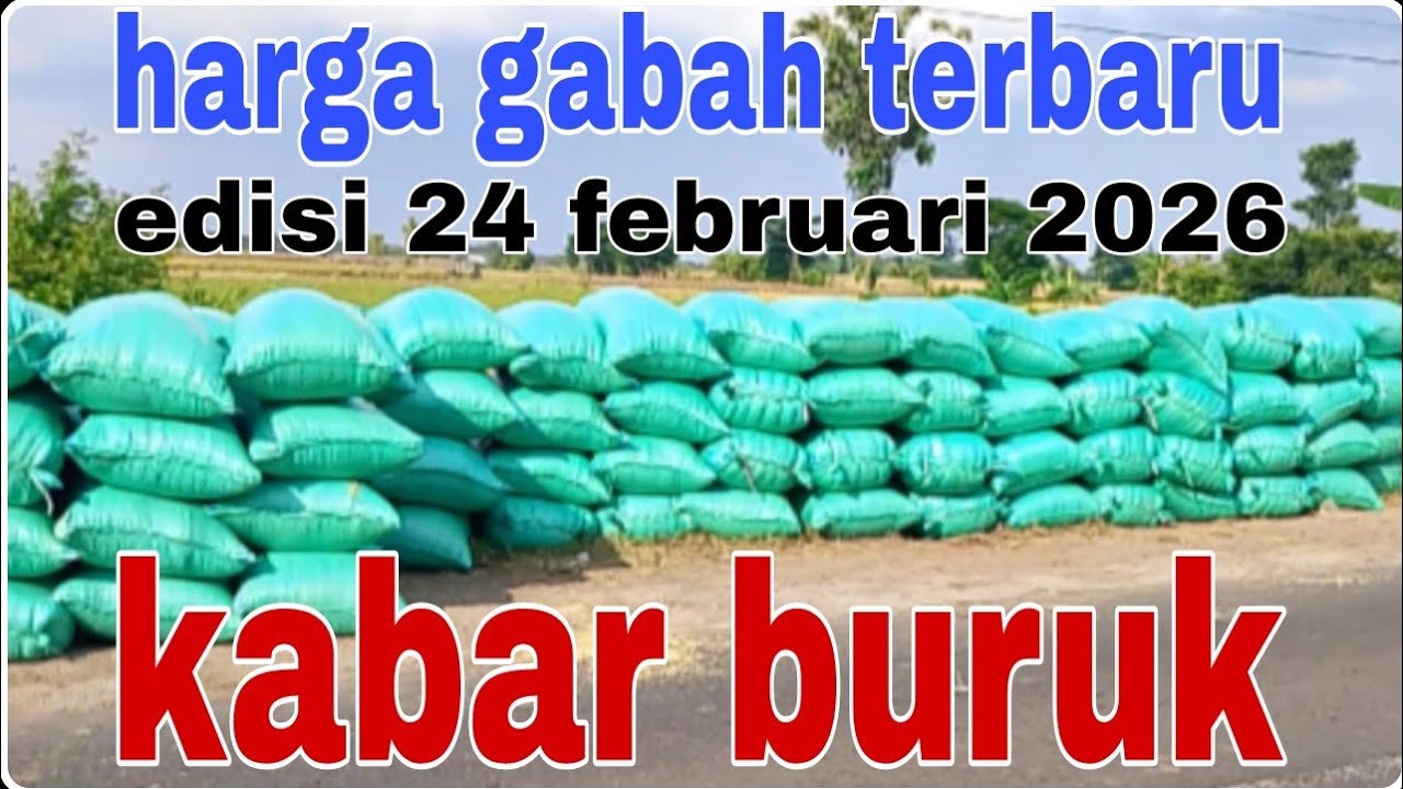 Harga gabah hari ini 24 februari 2026@Petanimuda2putra 