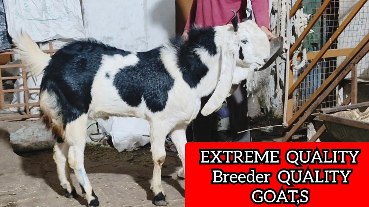MASHALLAH EXTREME QUALITY KOTA GOAT S BREEDER QUALITY AT IRSHAD KOTA 📲 (7740803310) #kota animal 