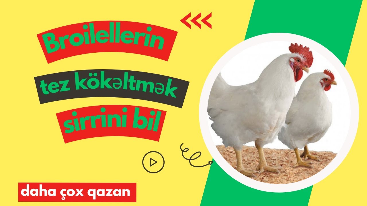 Broiller cücelerin süretli kökeltmek üçün bunlari bilmelisen (broiler yemi)
