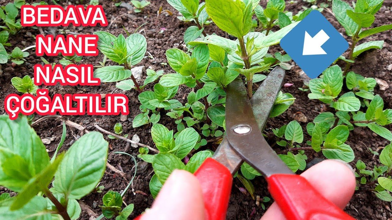 En Kolay Nane Köklendirme Yöntemi 🌿 Naneyi Böyle Kesip Dikerek Sonsuza Kadar Yetiştirebilirsiniz  🌱🍀