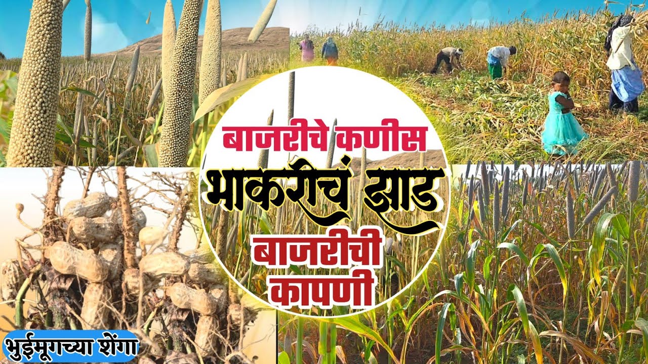 बाजरीचे पीक/बाजरीची कापणी/भुईमूग शेंगा/बाजरीचे कणीस/बाजरी/बाजरीचे शेत/भुईमूग शेत/बाजरा/कष्टकरी बाप
