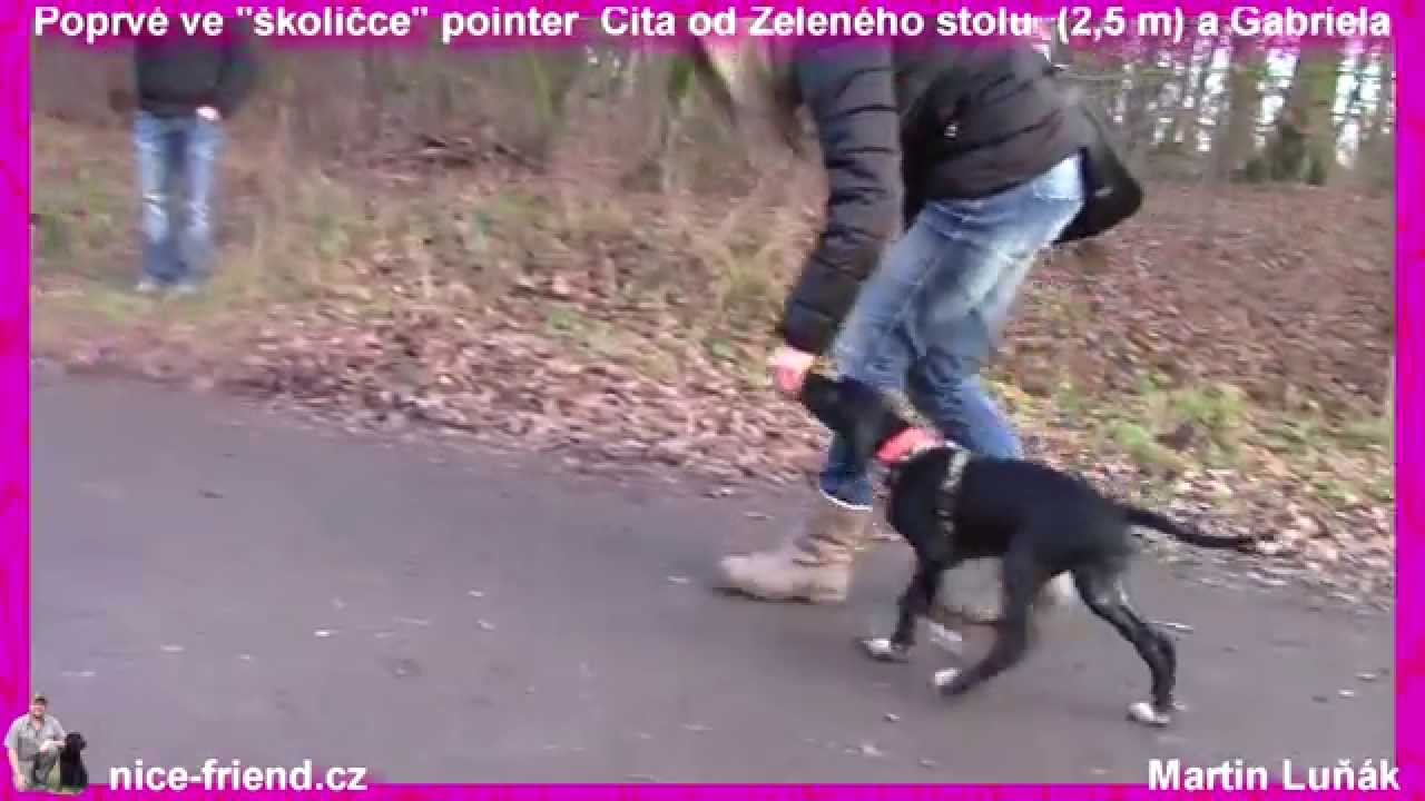 Training Pointer puppy 2 month