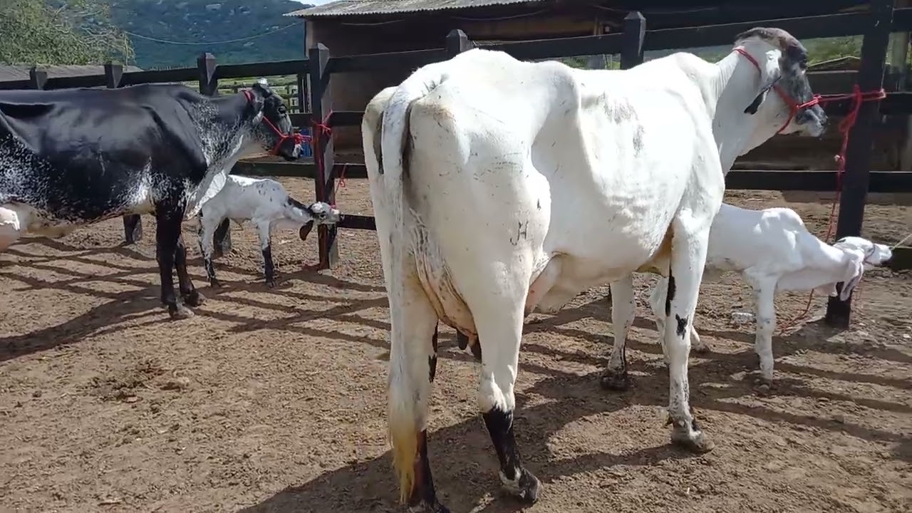 OFERTA DE 3 VACAS GIROLANDA PARIDAS.LOC.CARUARU-PE.PREÇO9.500,00.WHATSAPP.81 99916-6314.