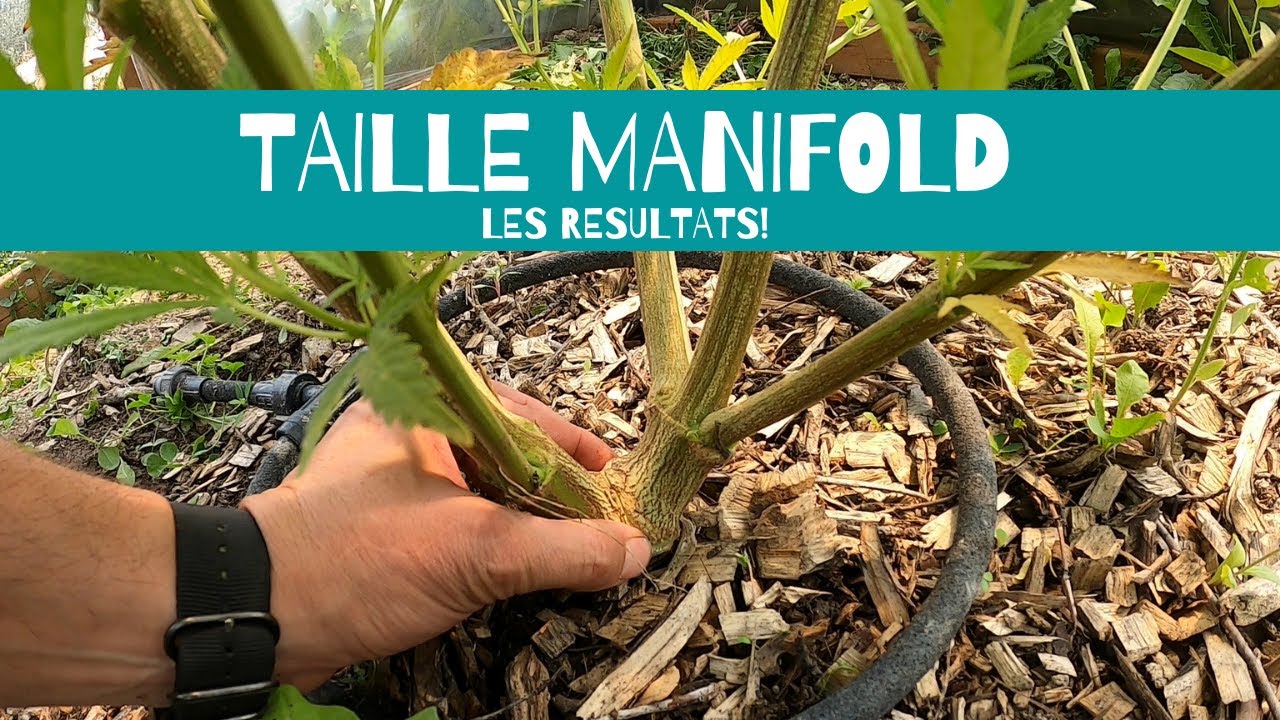 TAILLE MANIFOLD, LES RESULTATS 1 mois et demi plus tard!!!