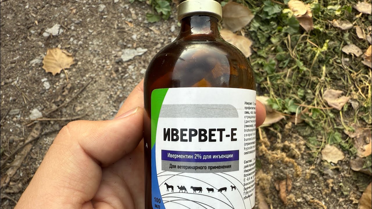 Малдың бит, кене, қышыма, құрт ауруларына керемет дәрі.Ивервет Е дәрісі жайлы толық ақпарат. 