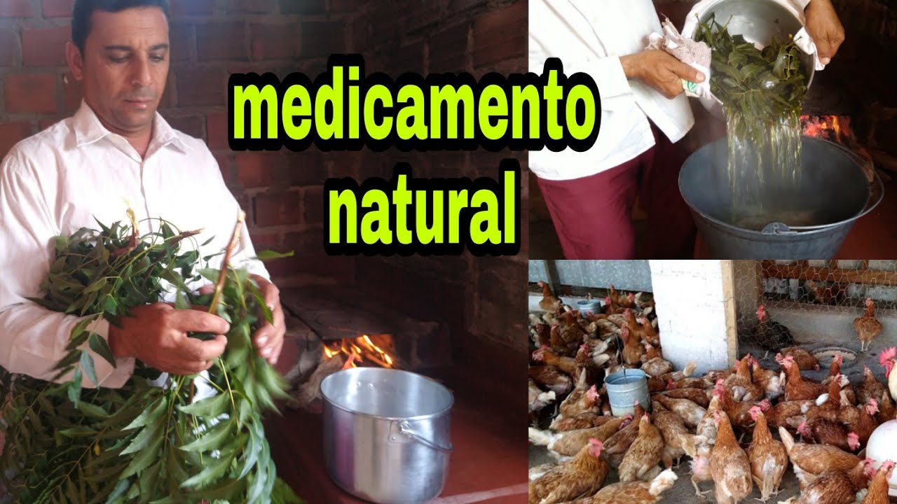 COMO CURAR GOGO  Ronquira COM MEDICAMENTO NATURAL |  canal da Pathy