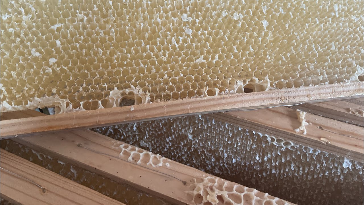 Slynger honning🍯🐝