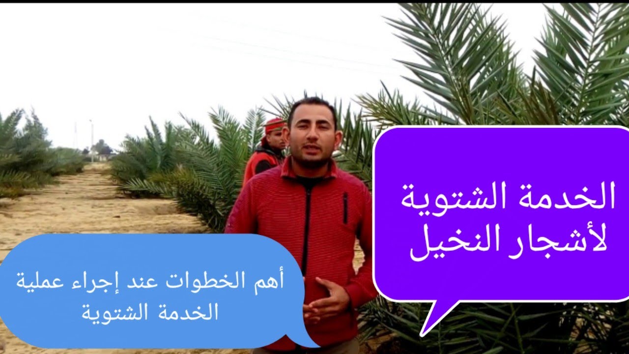 إزاي تعمل الخدمة الشتوية للنخيل