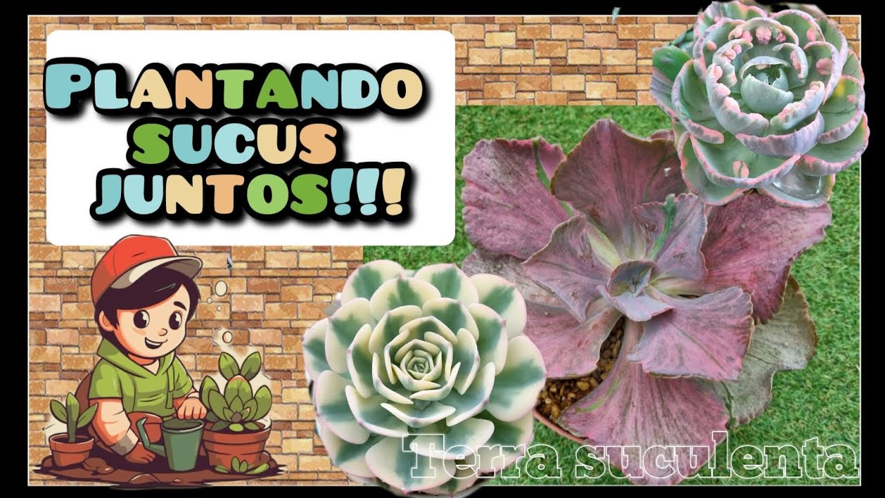 Plantando sucus juntos! Enraizaron algunos de los decapites y les mostramos como van los tallos!!