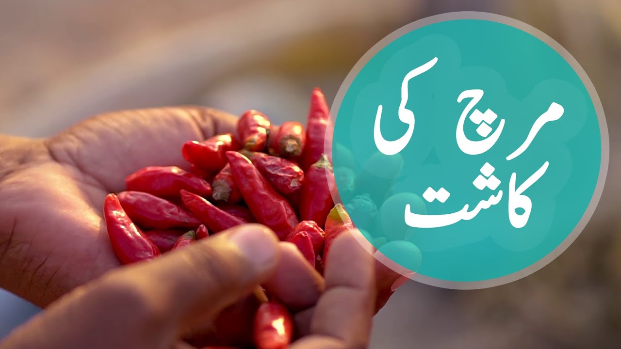 Asia's Largest Red Chili Market