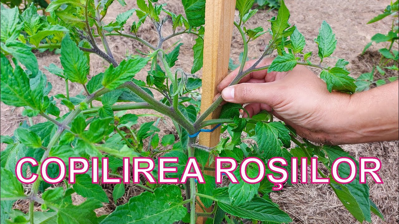 COPILIREA ROŞIILOR este esenţială în dezvoltarea plantelor!