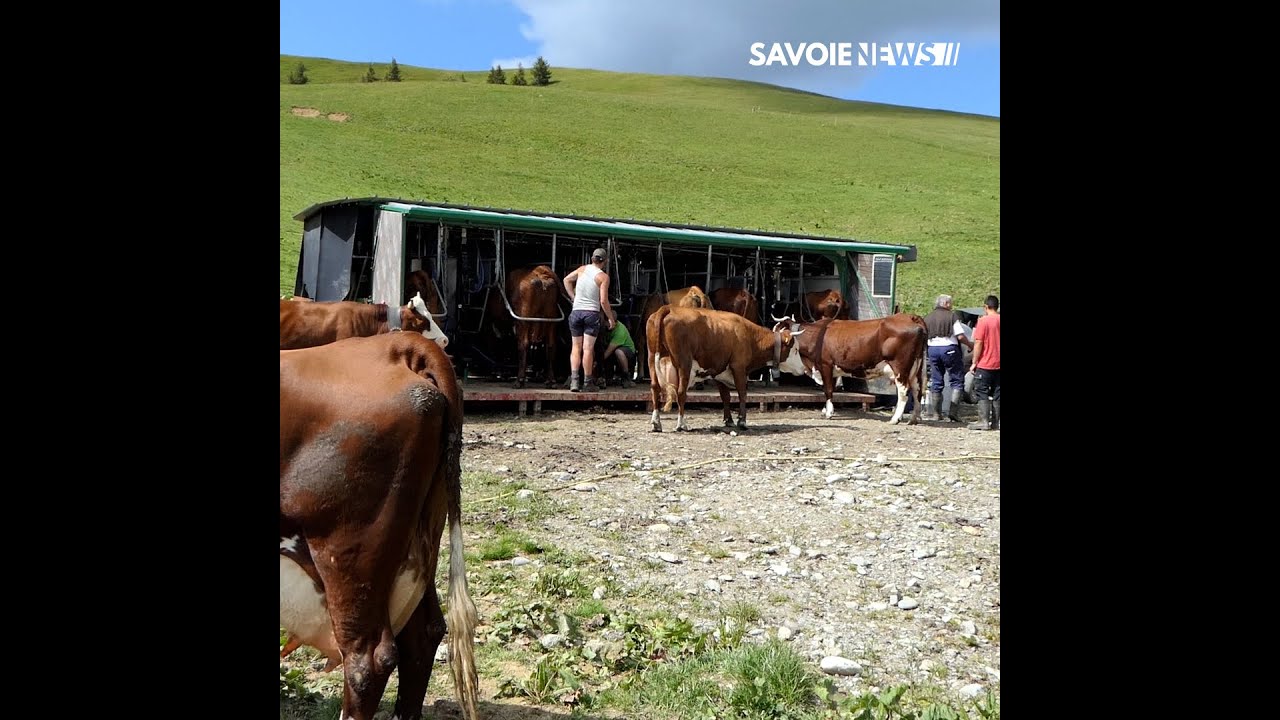 Les Saisies : Découverte du Gaec du Tovet