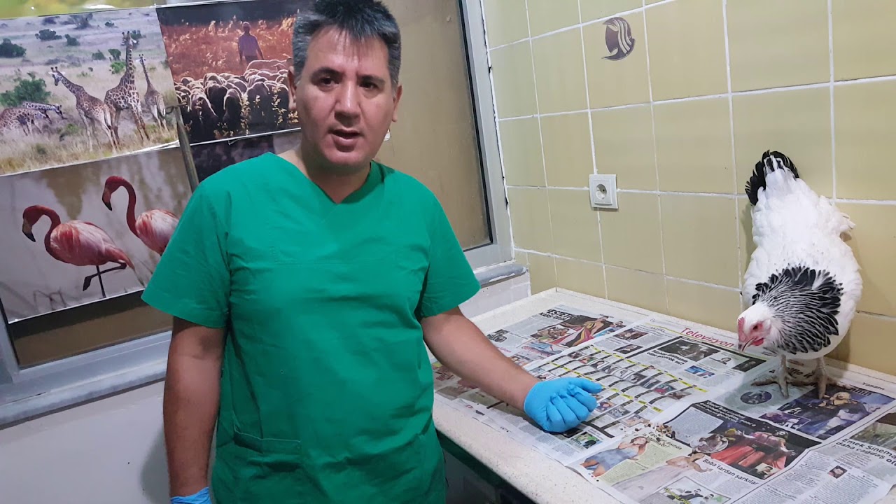 Stajyer Öğrencilerimize Kanatlı hayvanlarda hastalık teşhisi konusunu işliyoruz. #öğrencieğitim #vet