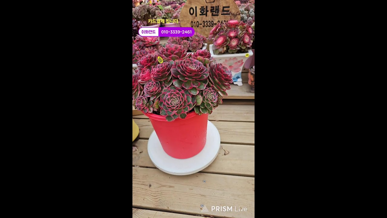 다남다육 (이화랜드) 라이브 스트리밍 중010-3339-2461문자주세요. 인천계양구이화동258-1