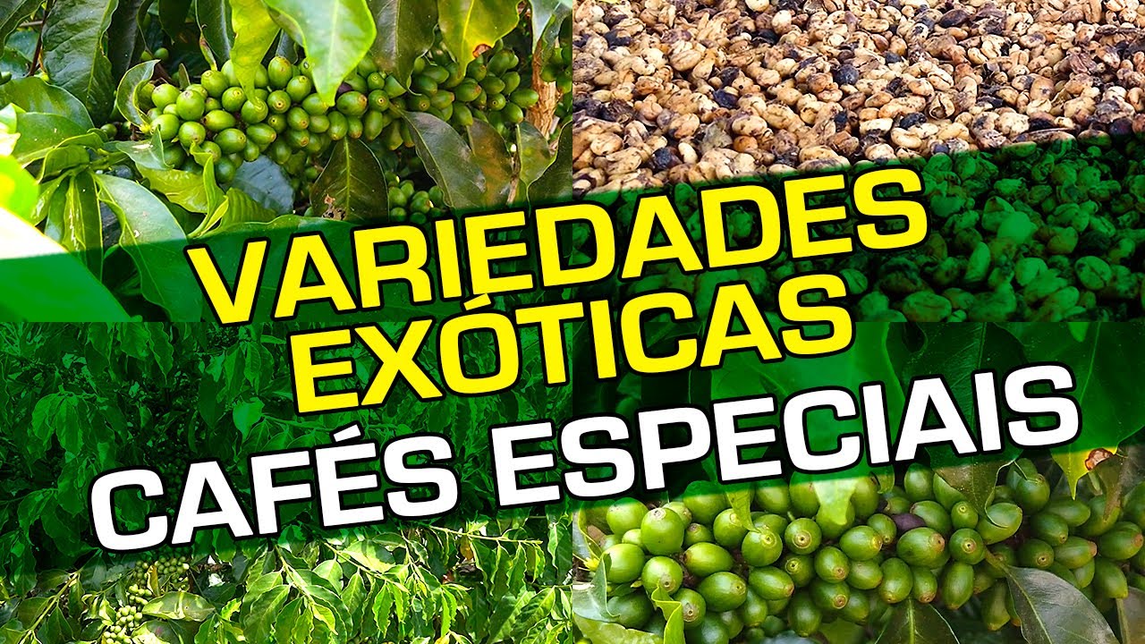 Te Apresentamos: Geisha, Pacamara, Kenya, Aramosa! | No Pé do Café