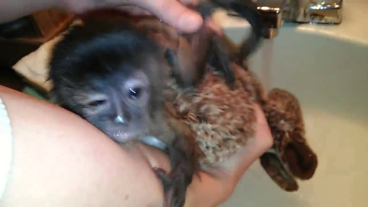 Baby monkey's first bath is adorable!