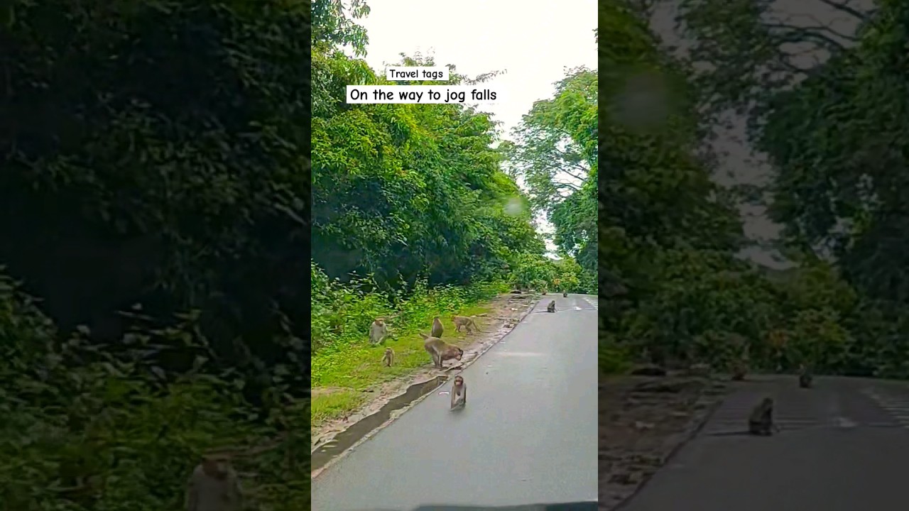 On the way to Jog Falls India  