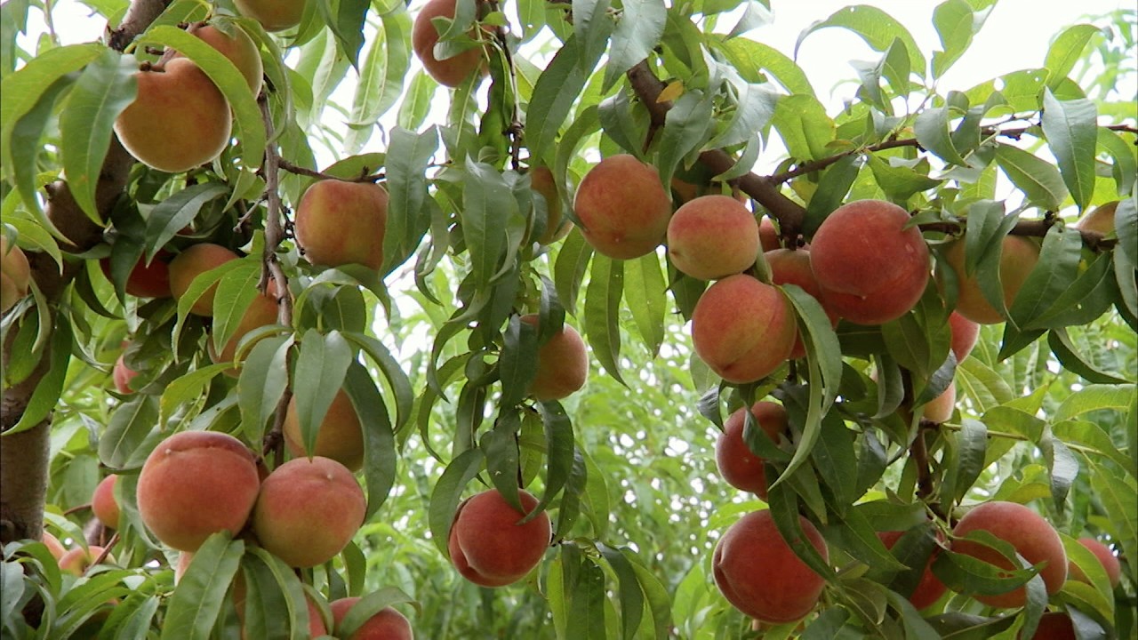 Фермеры Южной Каролины, выращивающие персики | Сердце Америки