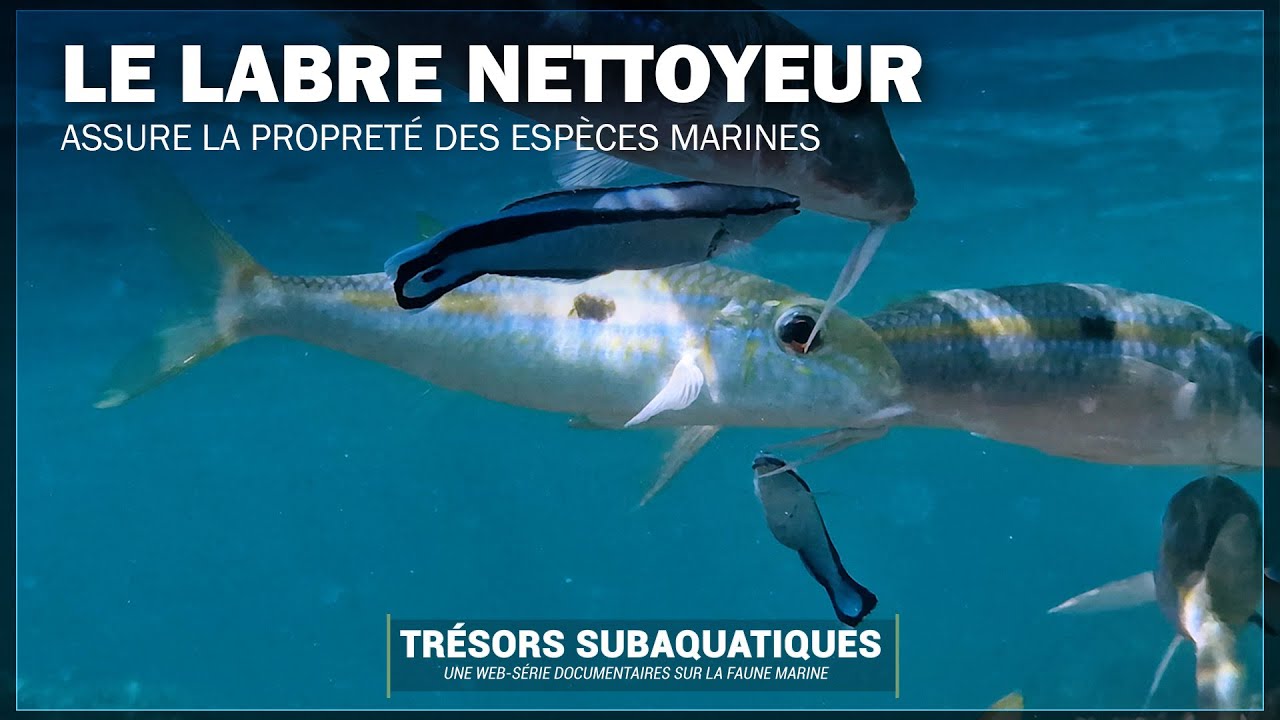 Le LABRE NETTOYEUR, Labroides dimidiatus (ile de la réunion)