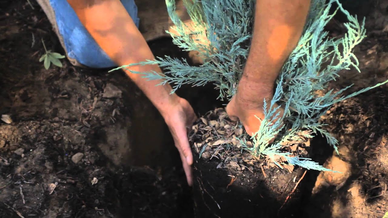 How to Transplant Plants & Shrubs : How to Care for Shrubs