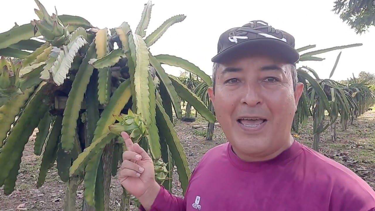 MOURÃO PARA PITAYA QUAL USAR?