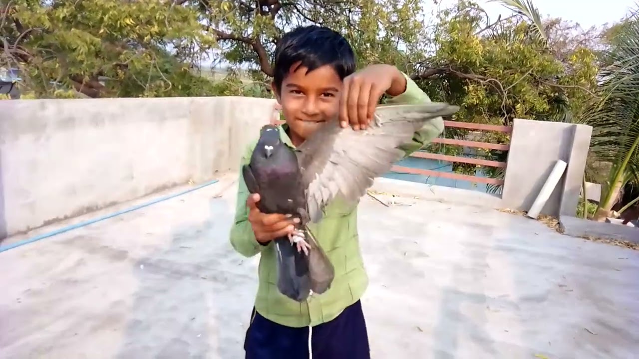 pigeon Kabutar status