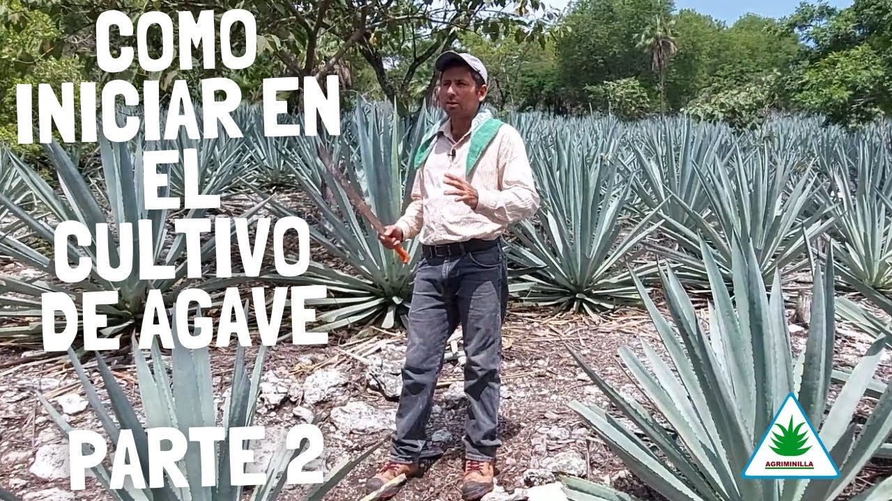 COMO INICIAR EN EL CULTIVO DE AGAVE PARTE 2