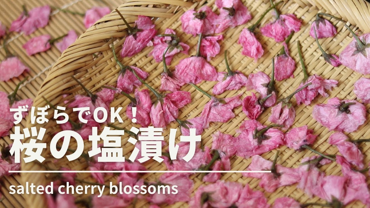 【桜の塩漬けの作り方】【how to make salted cherry blossoms】
