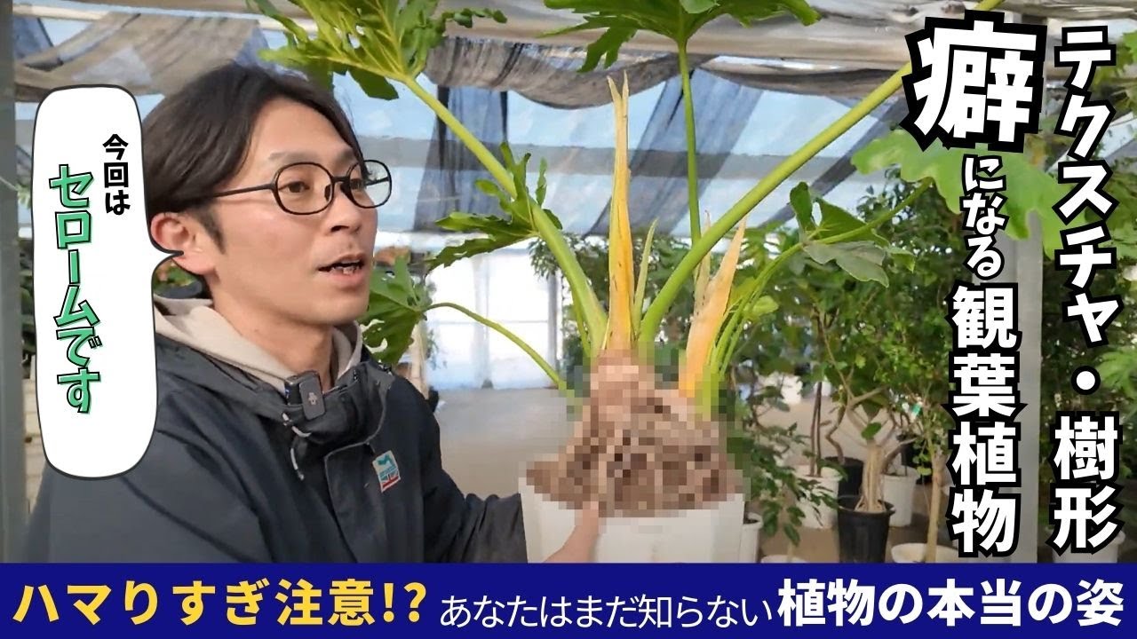 【観葉植物】「掘ってよかった…」プロも思わず唸るセロームの本当の姿