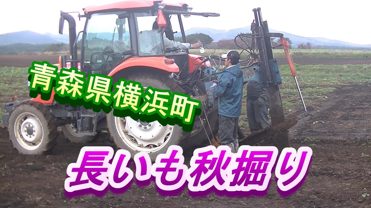 長いも秋掘り　青森県横浜町