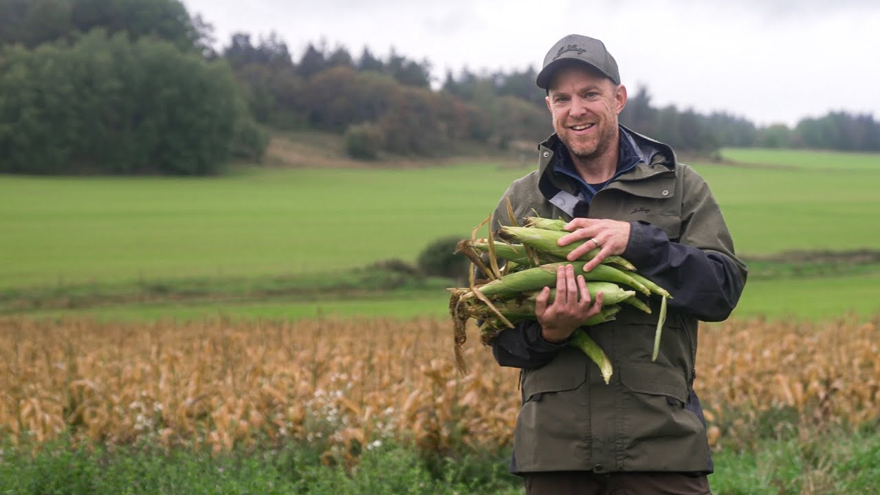 Mysigaste majsen utanför Uppsala