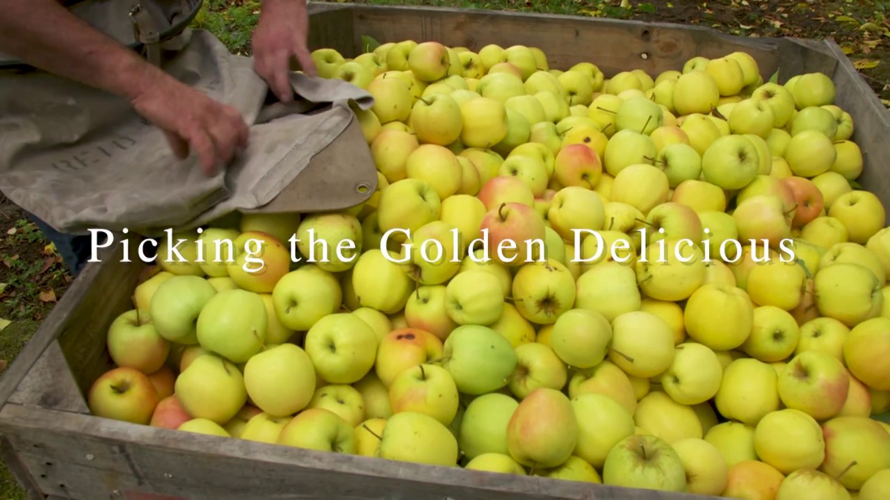 Franks Cider -  Why Late Season is Golden for Deliciousness