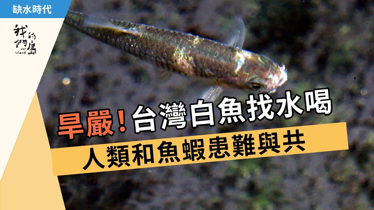 旱嚴！台灣白魚找水喝│人類和魚蝦患難與共 (我們的島 1107集 2021-05-31)【缺水乾旱】