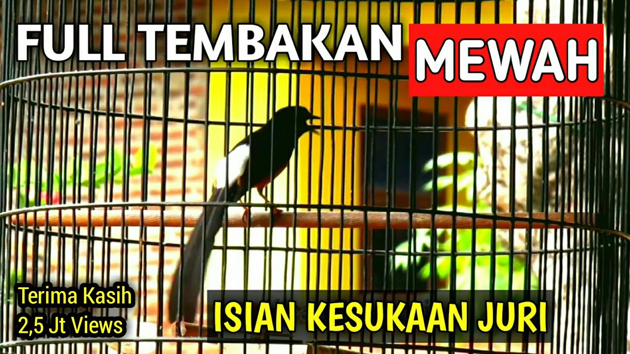Variasi Tembakan Murai Batu Gacor Full Isian Kasar Panjang Mewah