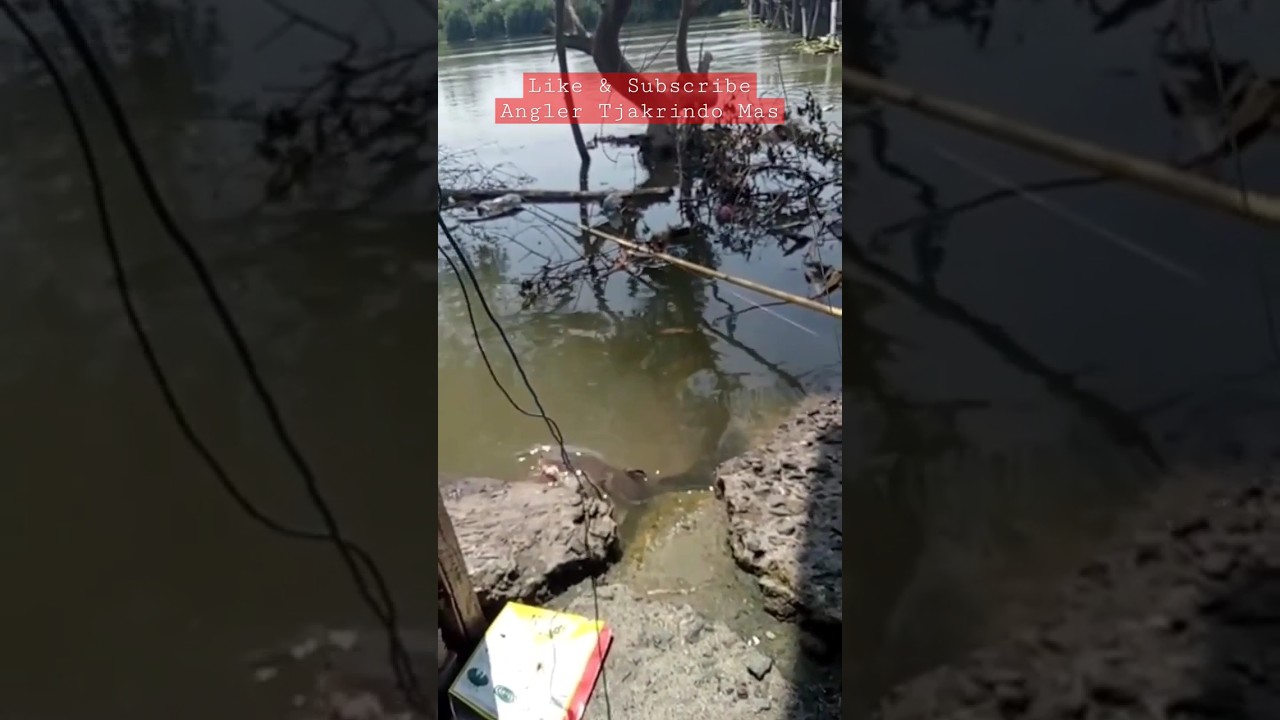 Ikan Sembilang Babon #mancing #sembilang #shorts