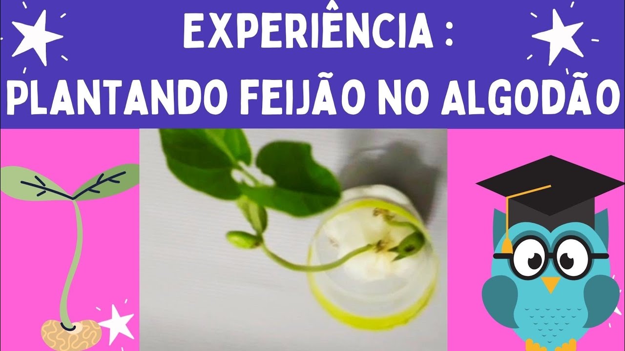🔴Plantando Feijão no Algodão |Atividade Infantil🌱🔴