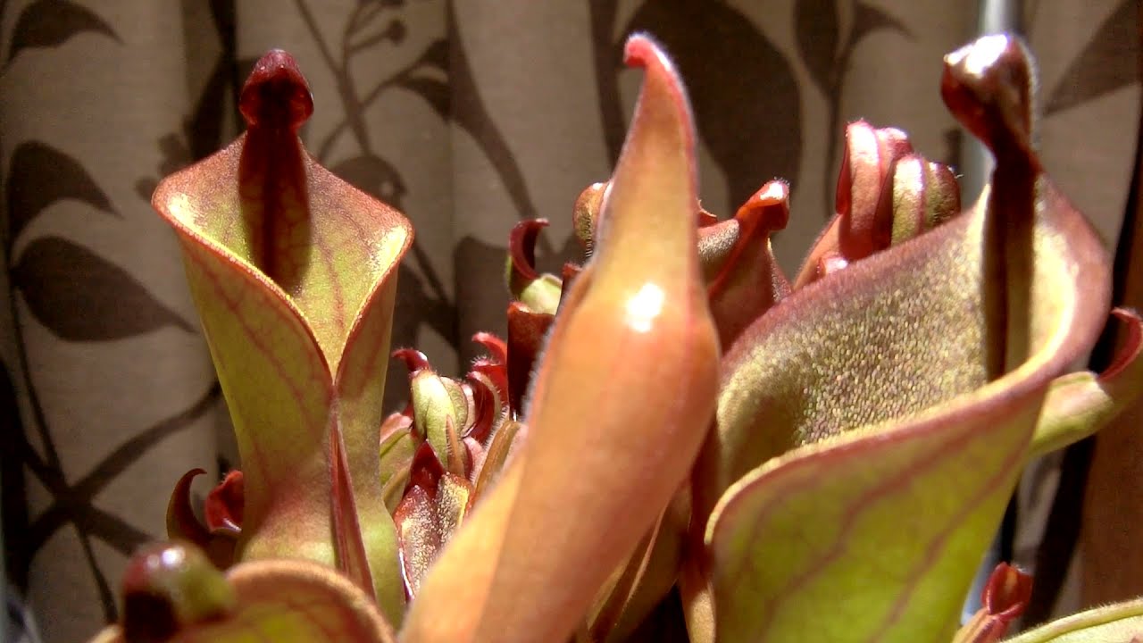 Heliamphora nutans (Yuruani Tepui)捕食葉付きの蕾を上げるヘリアンフォラヌタンス（ユルアニテプイ）