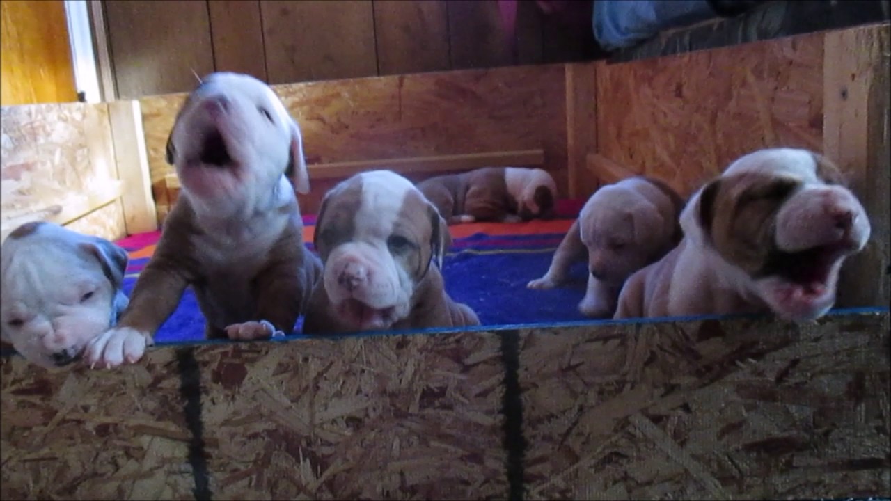 Puppies American Bulldog