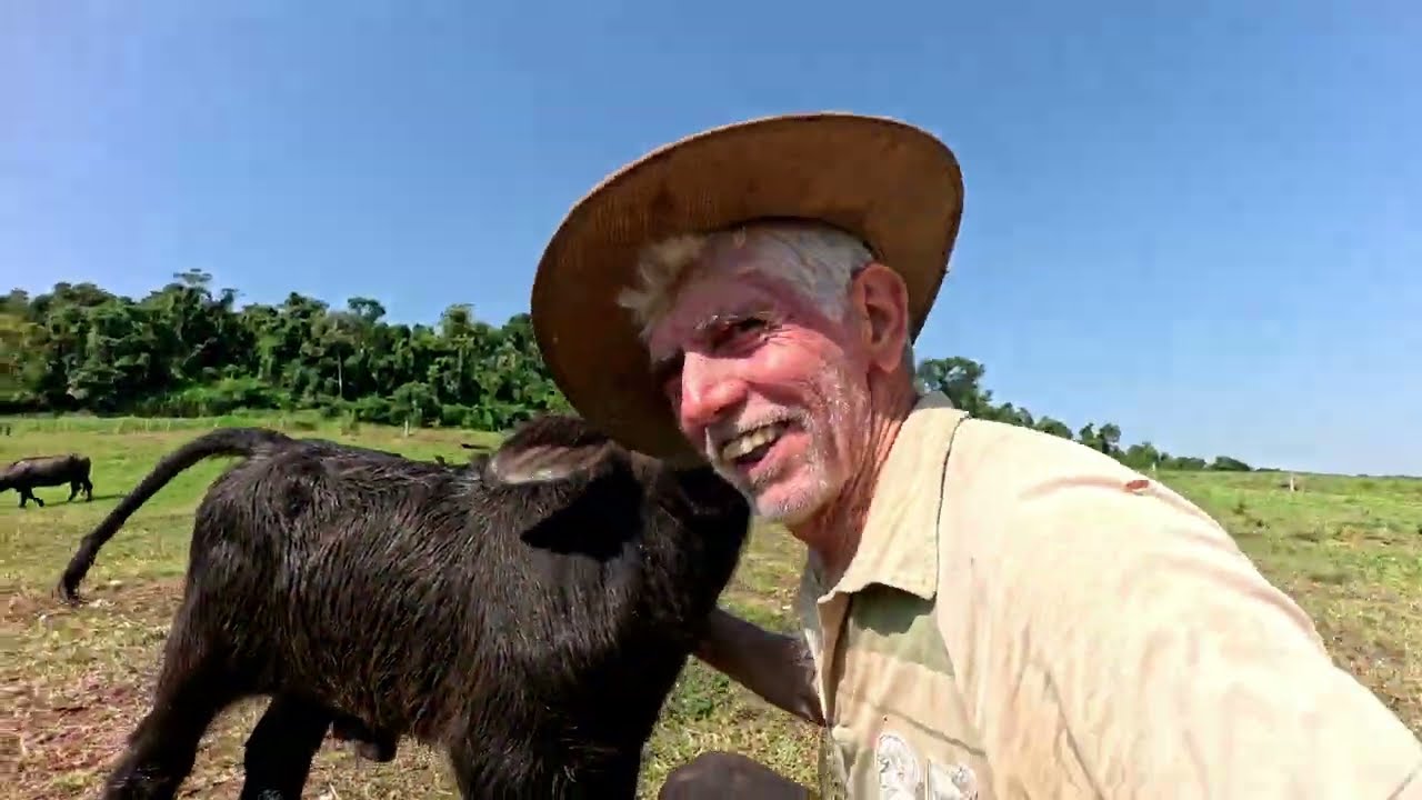 Nasceu mais um búfalo 