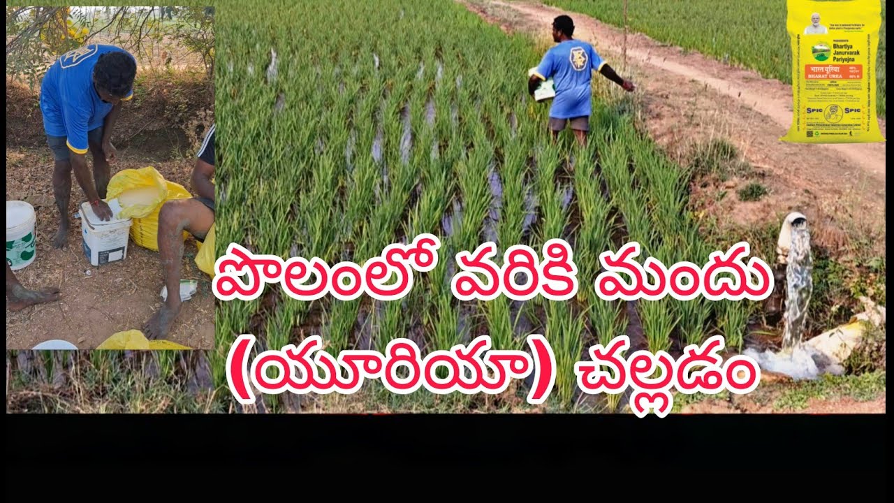 పొలంలో మందు ( యూరియా) చల్లడం #Agriculture #viral #bestVideo #వ్యవసాయం #YouTube #Agriculturevideo 