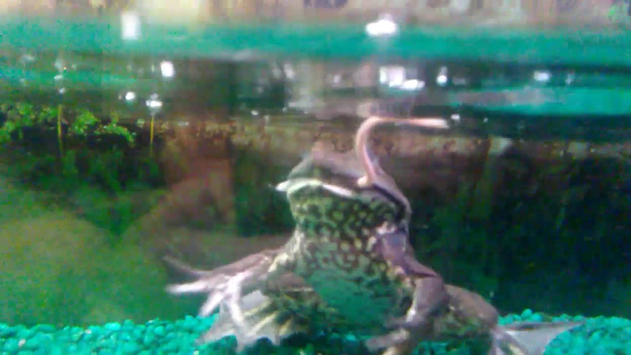 Bullfrog feasts on mouse!