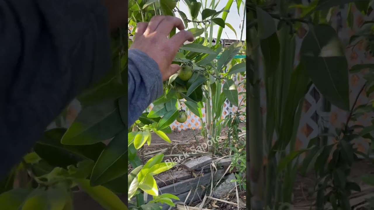 Inside My Friend&rsquo;s Avocado Orchard: GEM, Nimlioh, Queen, Lamb Hass & More #garden#gardening#trees