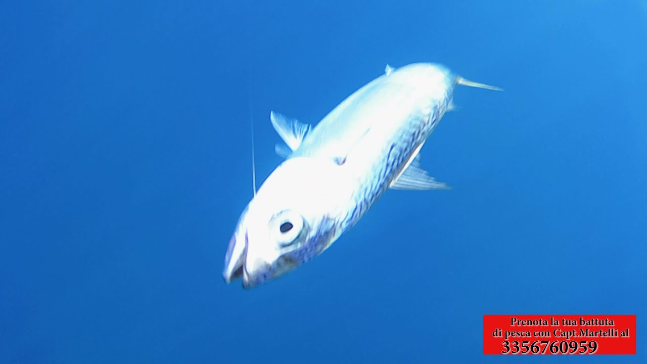 Bolentino in light drifting di fine ottobre