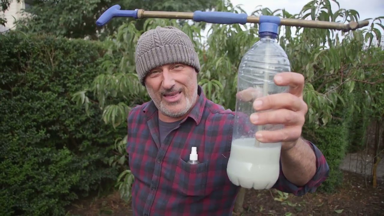 My first spray to stop leaf curl