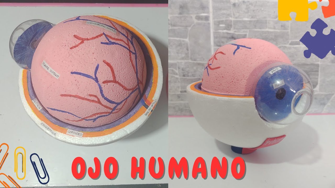 como hacer EL OJO HUMANO maqueta increíble te enseño paso a paso muy facil